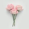 j___rose
